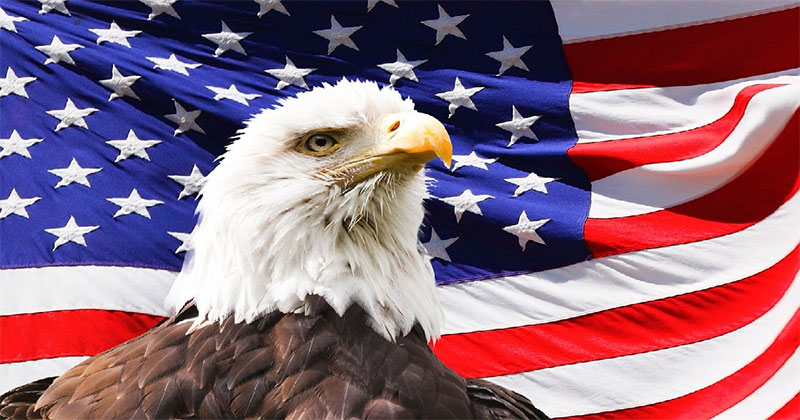 Eagle with US Flag 11 28 23