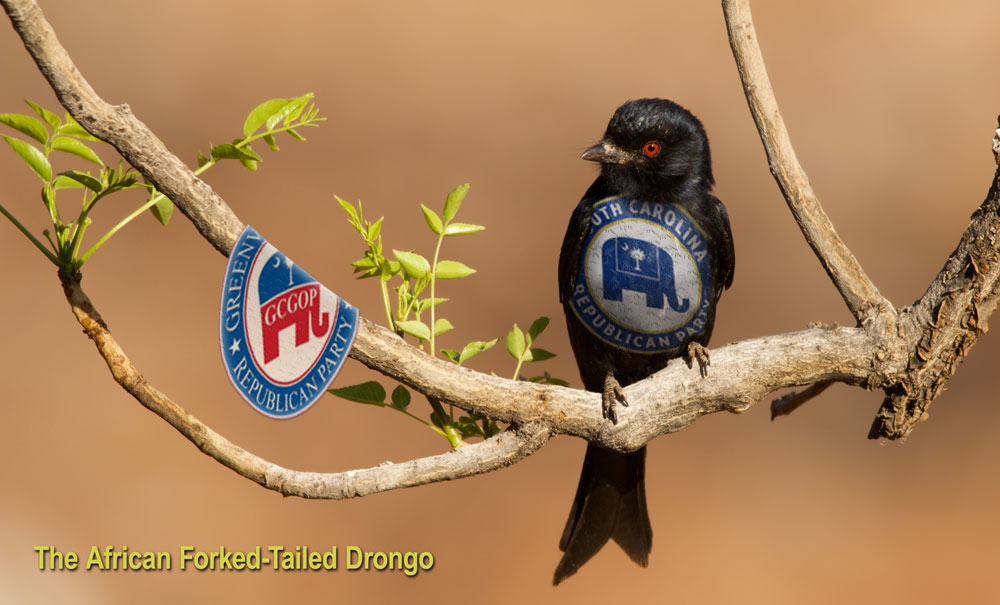 The African Drongo Muse 354367447