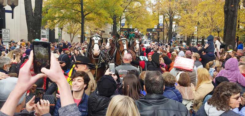 Clydesdales on Main 2543