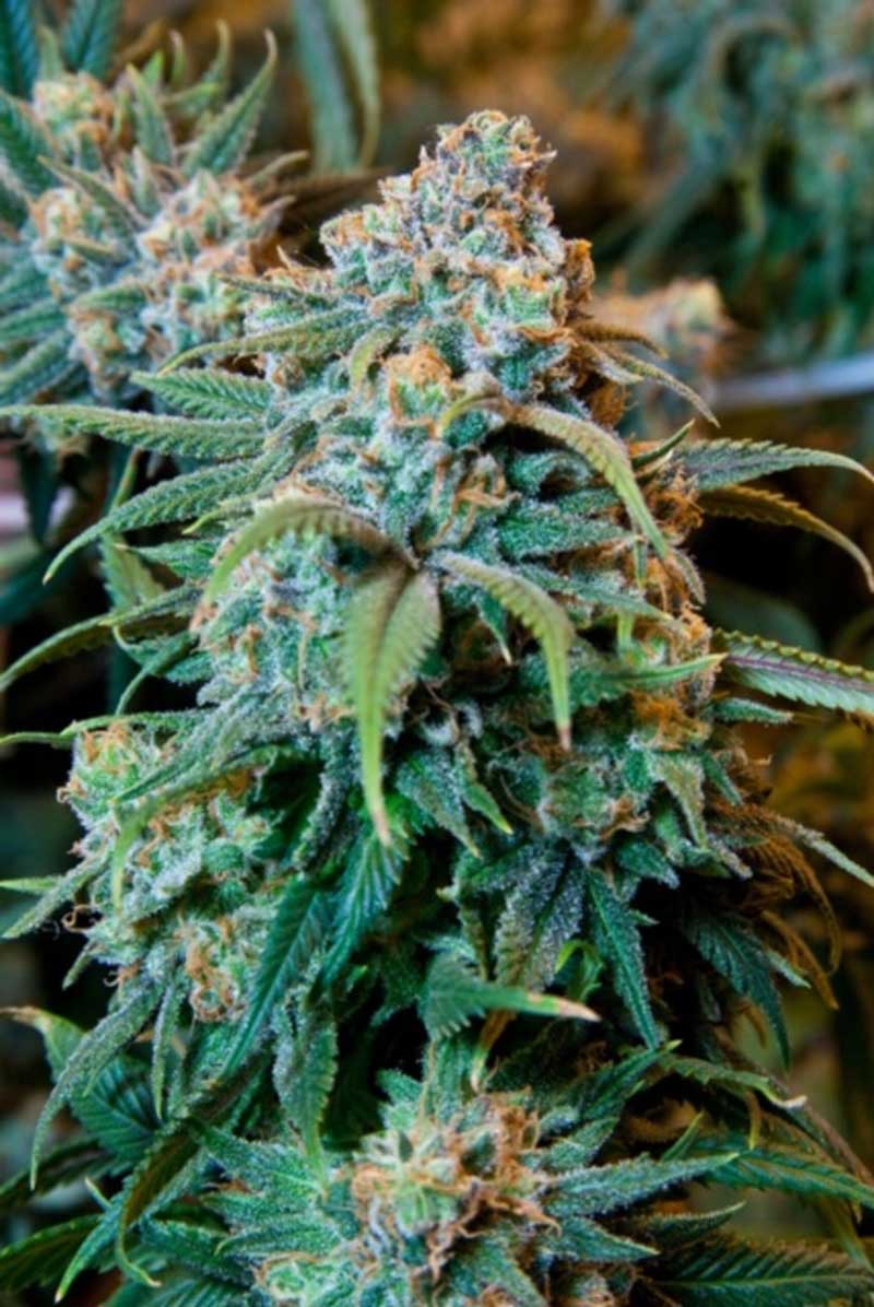 Flowering Marijuana