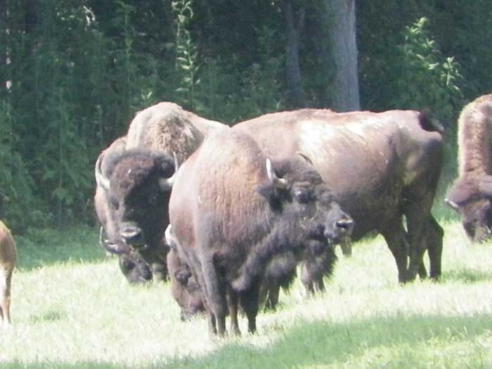 Buffalo at Land Between the Lakes.